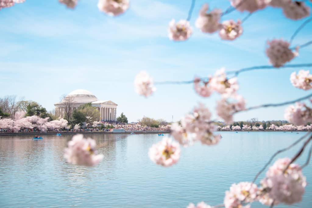 cherry blossoms with water in background